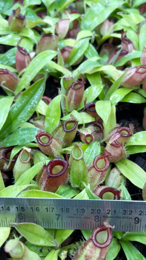 N. ampullaria - Brunei red - selected clone: BE-3681 *Pre-Order*