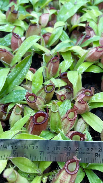 N. ampullaria - Brunei red - selected clone: BE-3681 *Pre-Order*