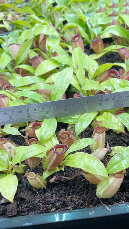 N. ampullaria - Brunei red - selected clone: BE-3681 *Pre-Order*