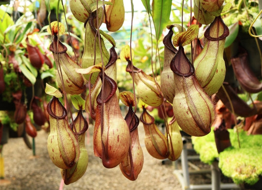 N. ‘Viking’ x hamata – assorted clones: BE-3685