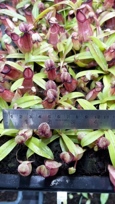 N. ‘Viking’ x hamata – assorted clones: BE-3685 *Pre-Order*