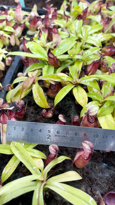 N. ‘Viking’ x hamata – assorted clones: BE-3685 *Pre-Order*