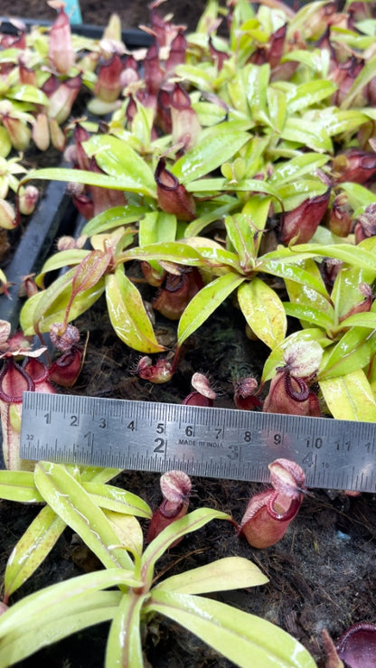 N. ‘Viking’ x hamata – assorted clones: BE-3685 *Pre-Order*