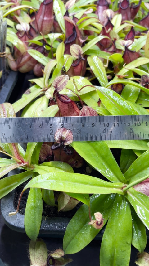 N. ‘Viking’ x hamata – assorted clones: BE-3685 *Pre-Order*