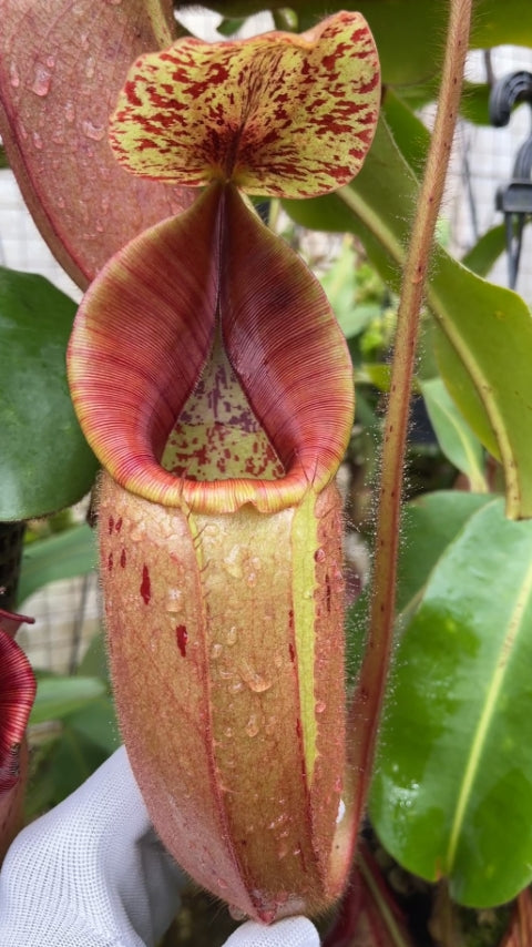 N. glandulifera x veitchii - assorted clones: BE-3689 *Pre-Order*