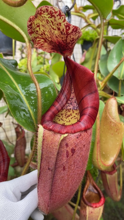 N. glandulifera x veitchii - assorted clones: BE-3689 *Pre-Order*