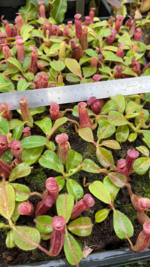 N. glandulifera x veitchii - assorted clones: BE-3689 *Pre-Order*