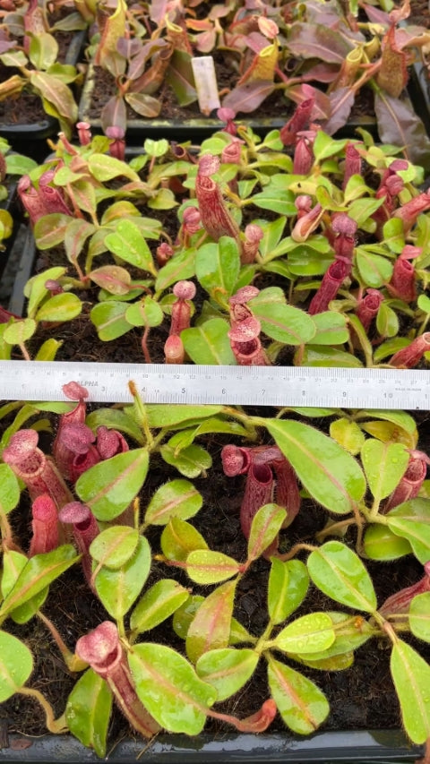 N. glandulifera x veitchii - assorted clones: BE-3689 *Pre-Order*