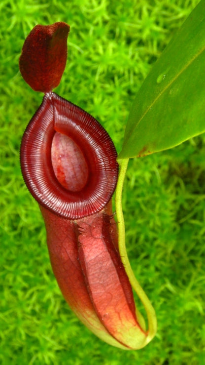 N. (ampullaria x ‘Viking’) x dubia – assorted clones: BE-3694 *Pre-Order*