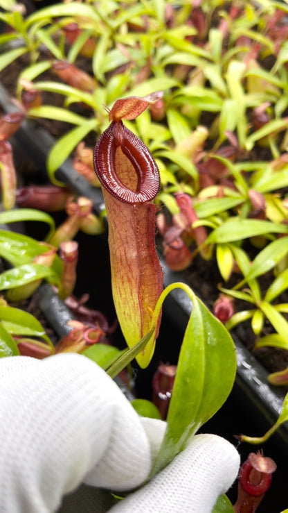 N. (ampullaria x ‘Viking’) x dubia – assorted clones: BE-3694 *Pre-Order*
