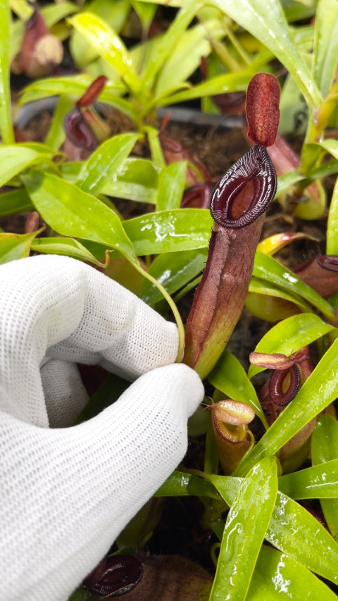 N. (ampullaria x ‘Viking’) x dubia – assorted clones: BE-3694 *Pre-Order*