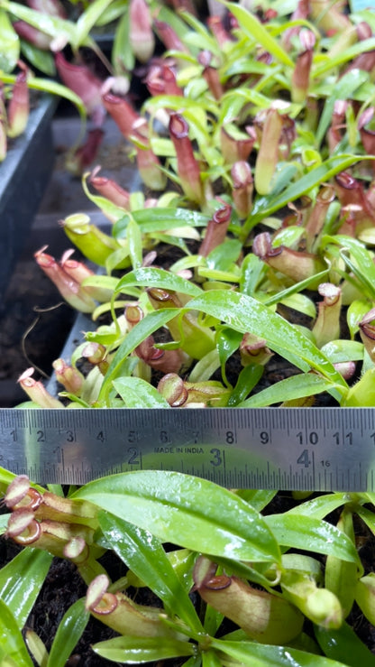 N. (ampullaria x ‘Viking’) x dubia – assorted clones: BE-3694 *Pre-Order*