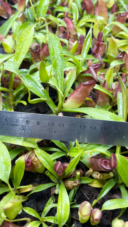 N. (ampullaria x ‘Viking’) x dubia – assorted clones: BE-3694 *Pre-Order*