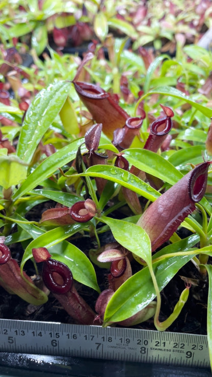 N. (ampullaria x ‘Viking’) x dubia – assorted clones: BE-3694 *Pre-Order*