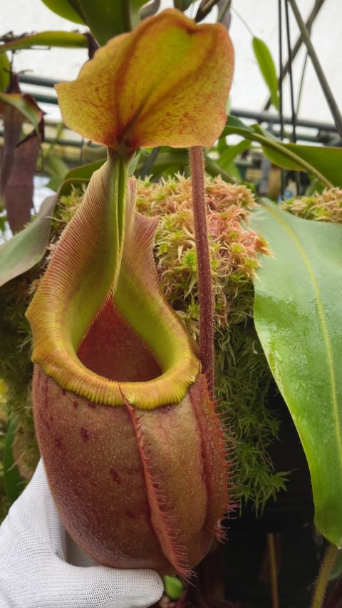 N. veitchii x mira - assorted clones: BE-3696