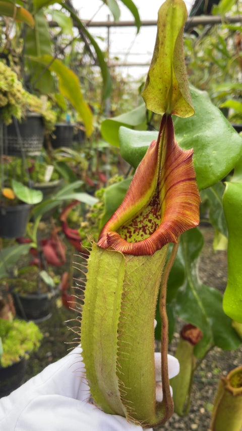N. robcantleyi x veitchii - assorted clones: BE-3700