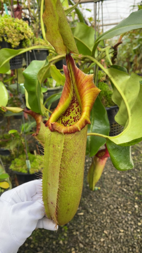 N. robcantleyi x veitchii - assorted clones: BE-3700 *Pre-Order*