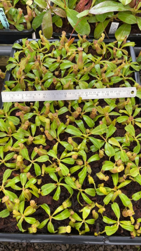 N. robcantleyi x veitchii - assorted clones: BE-3700 *Pre-Order*