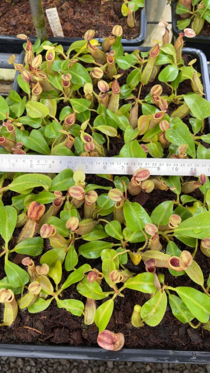 N. robcantleyi x veitchii - assorted clones: BE-3700 *Pre-Order*