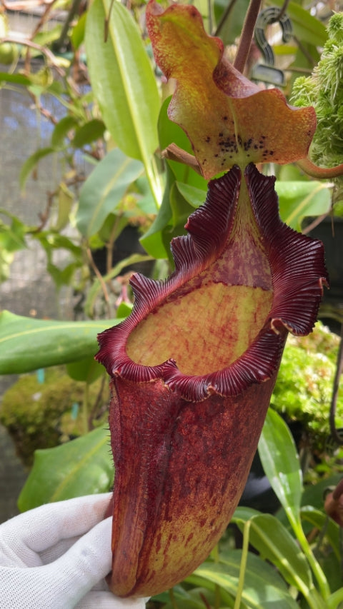N. maxima x ‘trusmadiensis’ - selected clones: BE-3709