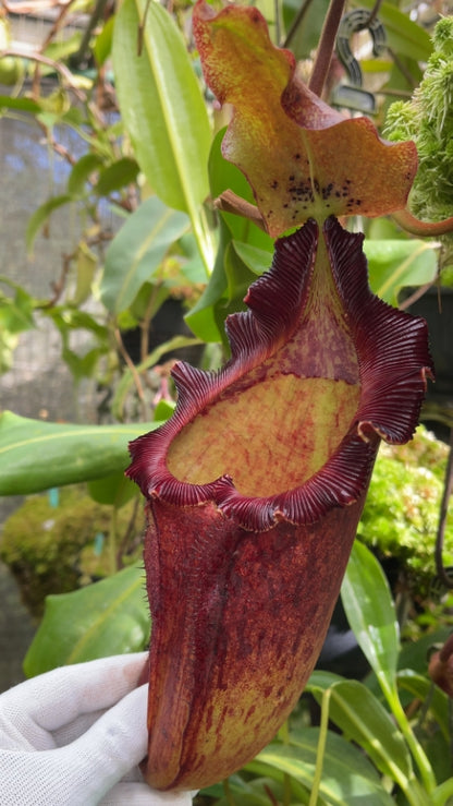 N. maxima x ‘trusmadiensis’ - selected clones: BE-3709
