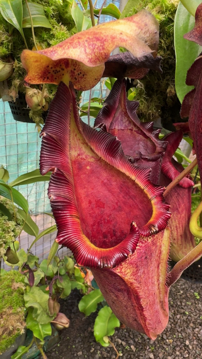 N. maxima x ‘trusmadiensis’ - selected clones: BE-3709 *Pre-Order*