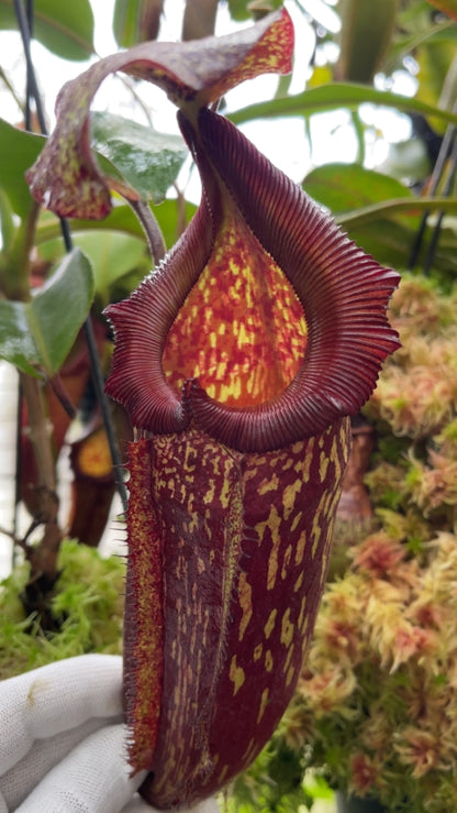 N. maxima x ‘trusmadiensis’ - selected clones: BE-3709 *Pre-Order*