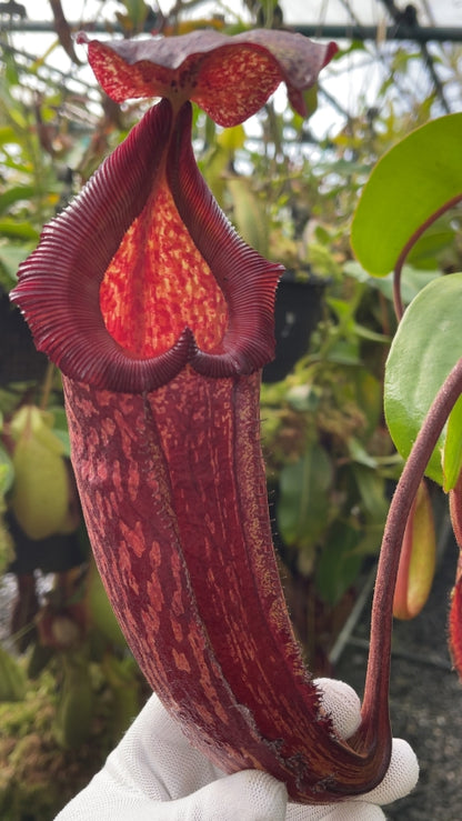 N. maxima x ‘trusmadiensis’ - selected clones: BE-3709 *Pre-Order*