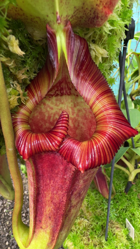 N. maxima x ‘trusmadiensis’ - selected clones: BE-3709 *Pre-Order*
