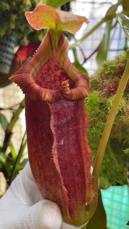 N. maxima x ‘trusmadiensis’ - selected clones: BE-3709 *Pre-Order*