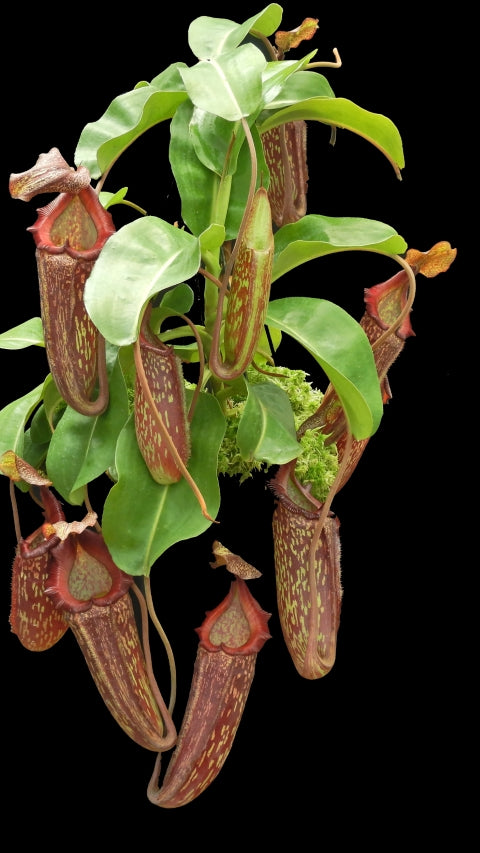 N. maxima x ‘trusmadiensis’ - selected clones: BE-3709 *Pre-Order*