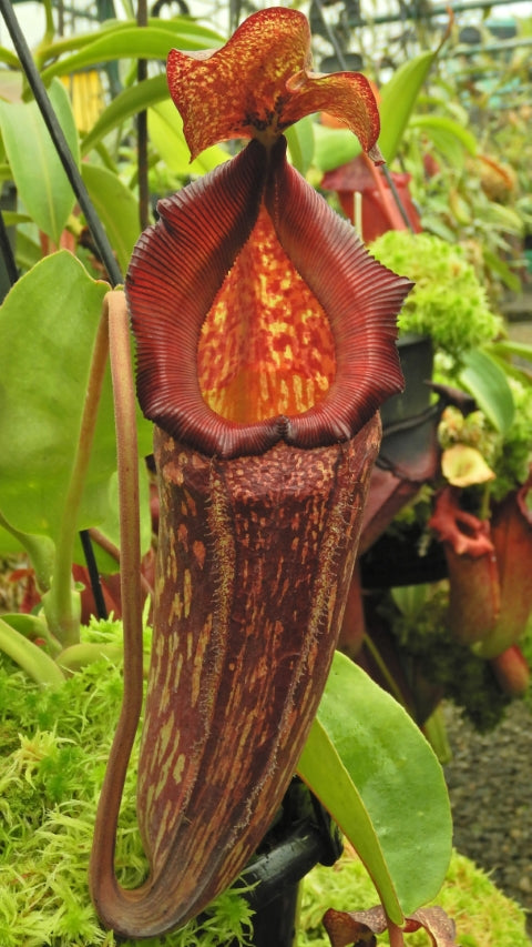 N. maxima x ‘trusmadiensis’ - selected clones: BE-3709 *Pre-Order*