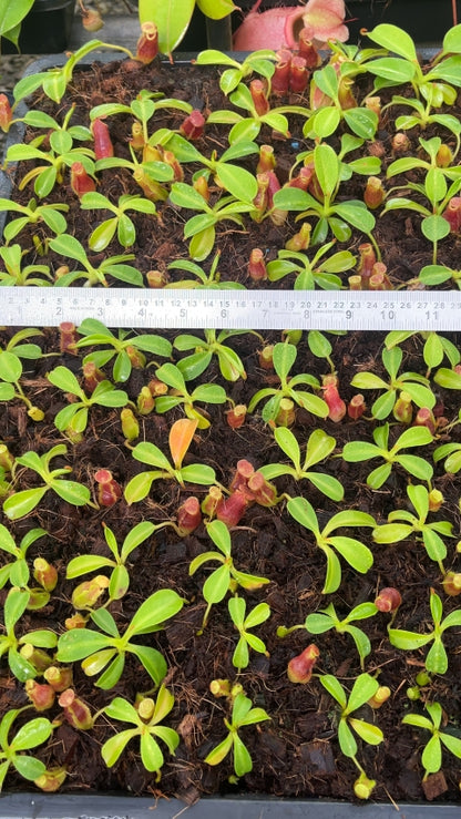 N. maxima x ‘trusmadiensis’ - selected clones: BE-3709 *Pre-Order*