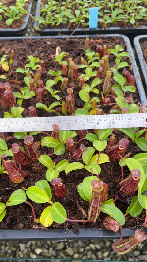 N. maxima x ‘trusmadiensis’ - selected clones: BE-3709 *Pre-Order*