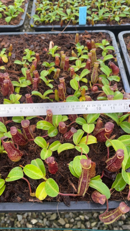 N. maxima x ‘trusmadiensis’ - selected clones: BE-3709 *Pre-Order*