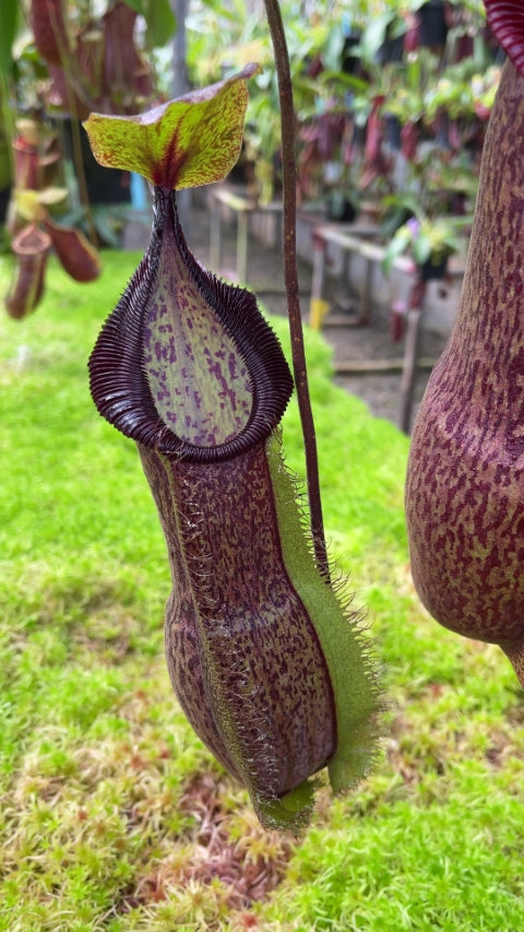 N. spathulata x hamata - assorted clones: BE-3712 *Pre-Order*