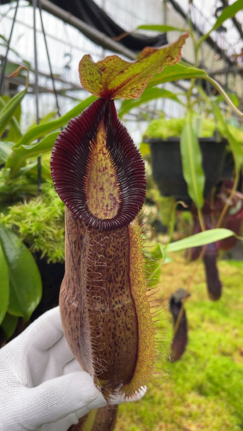 N. spathulata x hamata - assorted clones: BE-3712 *Pre-Order*