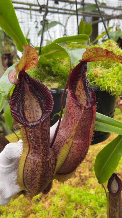 N. spathulata x hamata - assorted clones: BE-3712 *Pre-Order*