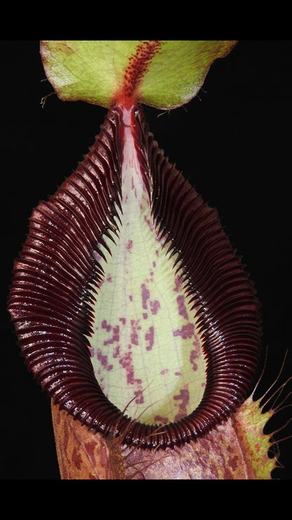 N. spathulata x hamata - assorted clones: BE-3712 *Pre-Order*
