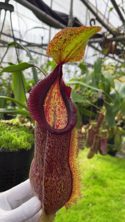 N. spathulata x hamata - assorted clones: BE-3712 *Pre-Order*