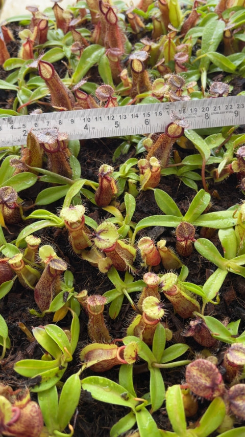 N. spathulata x hamata - assorted clones: BE-3712 *Pre-Order*