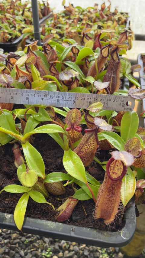 N. spathulata x hamata - assorted clones: BE-3712 *Pre-Order*