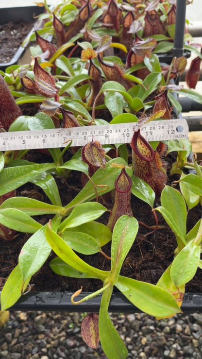 N. spathulata x hamata - assorted clones: BE-3712 *Pre-Order*