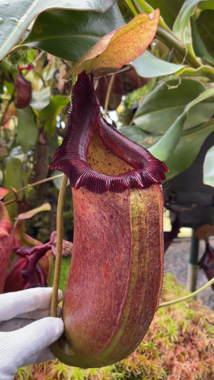 N. sibuyanensis x robcantleyi – best selected clone: BE-3713
