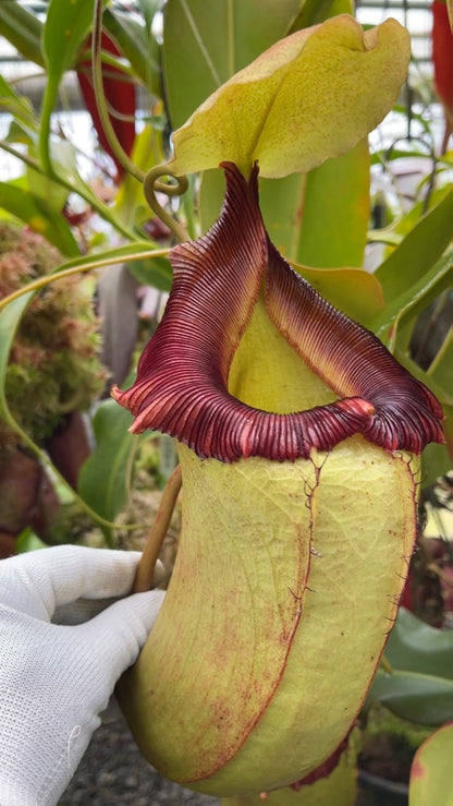 N. sibuyanensis x robcantleyi – best selected clone: BE-3713 *Pre-Order*