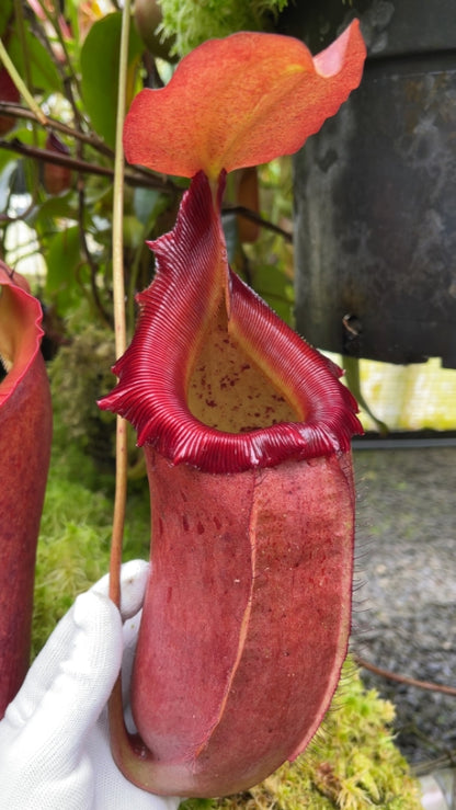 N. sibuyanensis x robcantleyi – best selected clone: BE-3713 *Pre-Order*