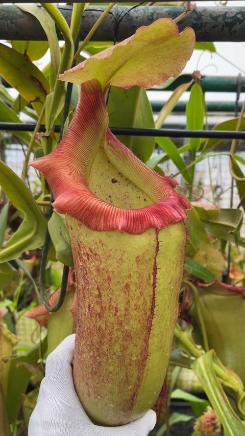 N. sibuyanensis x robcantleyi – best selected clone: BE-3713 *Pre-Order*