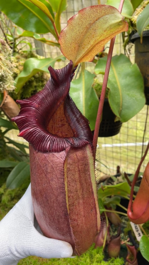 N. sibuyanensis x robcantleyi – best selected clone: BE-3713 *Pre-Order*