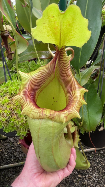 N. sibuyanensis x robcantleyi – best selected clone: BE-3713 *Pre-Order*