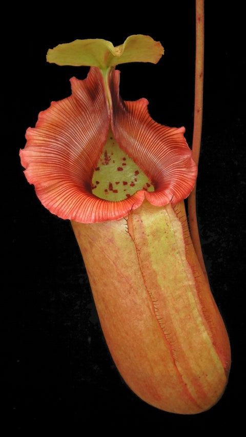 N. sibuyanensis x robcantleyi – best selected clone: BE-3713 *Pre-Order*